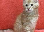 Leo - Maine Coon Kitten For Sale - 