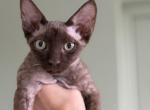 Chocolate male Devon Rex - Devon Rex Kitten For Sale - Hollywood&comma; FL&comma; US