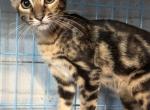 Werewolf - Bengal Kitten For Sale - Johnson City&comma; TN&comma; US