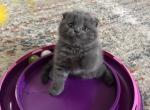 Fold girl Charlotte - Scottish Fold Kitten For Sale - NY&comma; US