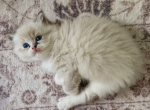 Baby Seal Lynx Mitted Girl - Ragdoll Kitten For Sale - Annapolis Junction&comma; MD&comma; US