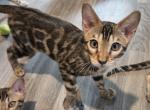 Zuko Brown Male - Bengal Kitten For Sale - Bradner&comma; OH&comma; US