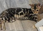 Frenchie Brown Female - Bengal Kitten For Sale - Bradner&comma; OH&comma; US