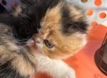 Cally - Exotic Kitten For Sale - 