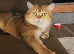 McClaren Browny - Scottish Straight Cat For Sale/Service - Lincoln&comma; NE&comma; US