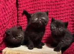 Togo - Exotic Kitten For Sale - Poplarville&comma; MS&comma; US