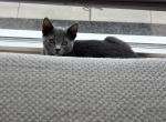 Luis - Russian Blue Kitten For Sale - City Of Spokane Valley&comma; WA&comma; US