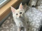 Chloe - Maine Coon Kitten For Sale - Charlotte&comma; NC&comma; US