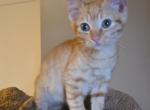 Ginger Non Standard Sphynx Female - Donskoy Kitten For Sale