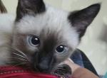 Prince - Siamese Kitten For Sale - Waupaca&comma; WI&comma; US