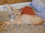 Phoenix Non Standard Sphynx Male - Domestic Kitten For Sale - Boston&comma; MA&comma; US