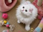 Beautiful Persian kittens - Persian Kitten For Sale - 