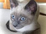 Siamese kittens - Siamese Cat For Sale - Alafaya&comma; FL&comma; US