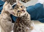 Roman boy bengal kitten - Bengal Kitten For Sale - 