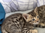 Rumi girl bengal kitten - Bengal Kitten For Sale - 