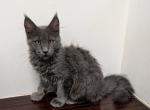 TICA Female Maine Coon - Maine Coon Kitten For Sale - La Belle&comma; FL&comma; US