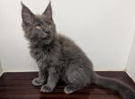 TICA Maine Coon - Maine Coon Kitten For Sale - La Belle&comma; FL&comma; US
