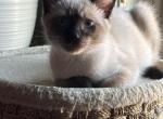 Mable - Siamese Kitten For Sale - Ephrata&comma; PA&comma; US