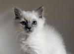 Blue point male - Ragdoll Kitten For Sale - Haverhill&comma; MA&comma; US