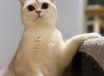 Lulu - British Shorthair Cat For Sale - Carrollton&comma; TX&comma; US