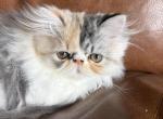 Female Persian half black face half tan - Persian Kitten For Sale - Las Vegas&comma; NV&comma; US