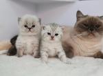 Baby girl - British Shorthair Kitten For Sale - 