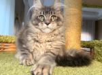 Clara - Maine Coon Kitten For Sale - NY&comma; US