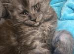 Main Coon Kittens with Breeding Rights - Maine Coon Kitten For Sale - Bellevue&comma; TN&comma; US