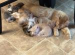 kittens for sale - American Longhair Kitten For Sale - Lancaster&comma; CA&comma; US