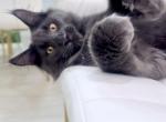 Pharaon - Maine Coon Kitten For Sale - 