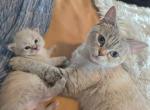 Lynx Balinese Baby Girl and Others Coming Soon - Balinese Kitten For Sale - Scranton&comma; PA&comma; US