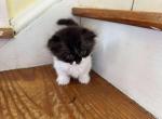 Prisse - Munchkin Kitten For Sale - Roanoke&comma; VA&comma; US