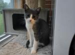 Benny - Domestic Kitten For Sale - 