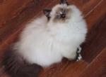 Seal mitted with blaze - Ragdoll Kitten For Sale - Bristow&comma; VA&comma; US