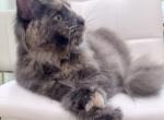 Pandora - Maine Coon Kitten For Sale - 