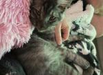 Smoke grey Female - Maine Coon Kitten For Sale - Chapel Hill&comma; NC&comma; US