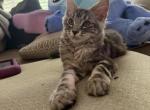 Light Tabby Male Maine Coon - Maine Coon Kitten For Sale - Chapel Hill&comma; NC&comma; US
