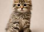 Rafiki from Lion King Litter - Siberian Kitten For Sale - Belchertown&comma; MA&comma; US