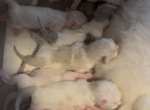 Mink & Traditonal Litter - Ragdoll Kitten For Sale - Ionia&comma; MI&comma; US