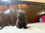 Velvet chocolate pie - British Shorthair Kitten For Sale - San Marcos&comma; CA&comma; US