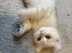 Milo - British Shorthair Kitten For Sale - San Marcos&comma; CA&comma; US