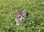 Tux - European Shorthair Kitten For Sale