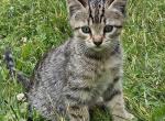 Cleo - Domestic Kitten For Sale - 