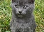 Stormy - Russian Blue Kitten For Sale - 