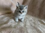 Gloria - Scottish Straight Kitten For Sale - 