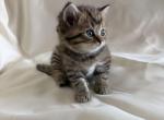Marty - Scottish Straight Kitten For Sale - 