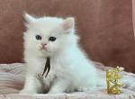 Atlas - Persian Kitten For Sale - 