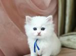 Blue - Persian Kitten For Sale - 