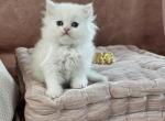 Angel - Persian Kitten For Sale - 