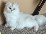 Serenity - Persian Cat For Sale - Goodyear&comma; AZ&comma; US